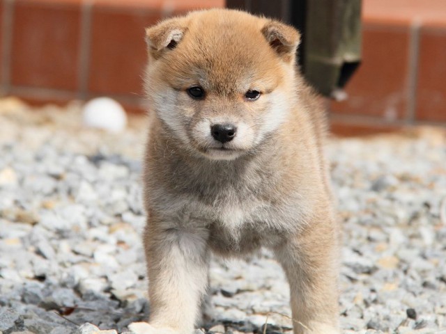 IMG_0172Shiba IMG_0172Shiba