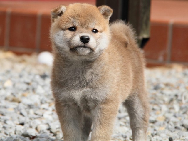 IMG_0173Shiba IMG_0173Shiba
