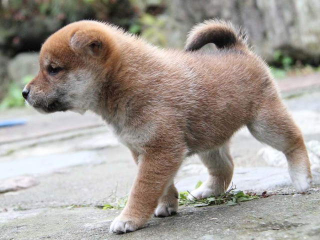 IMG_0175Shiba IMG_0175Shiba