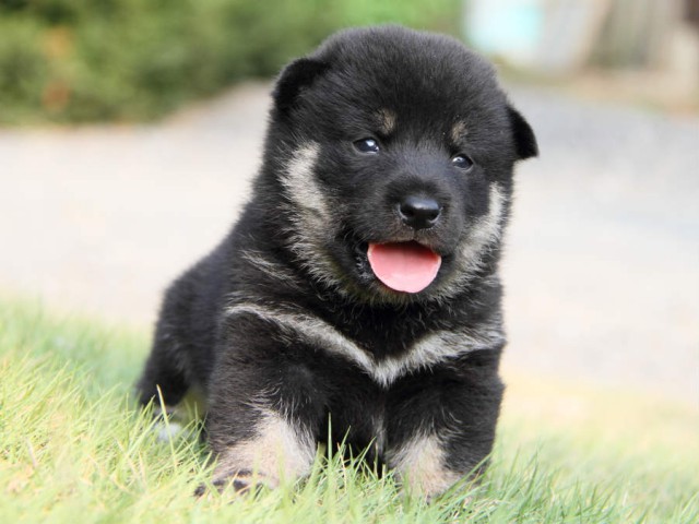 IMG_0202shiba IMG_0202shiba