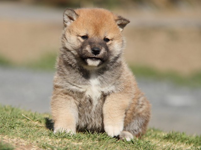 IMG_0237-shibainu-puppy