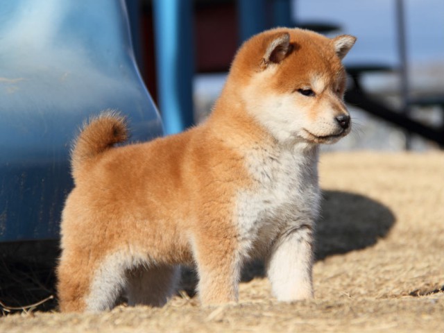 IMG_0299shibainu IMG_0299shibainu