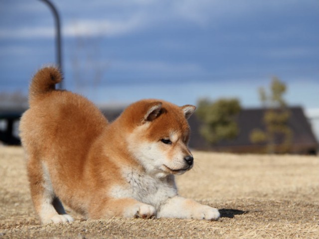 IMG_0303shibainu IMG_0303shibainu