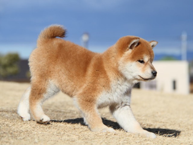 IMG_0306shibainu IMG_0306shibainu