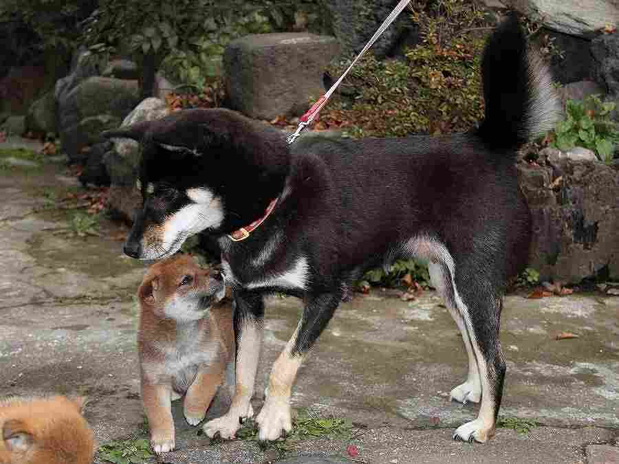 IMG_0318Shiba