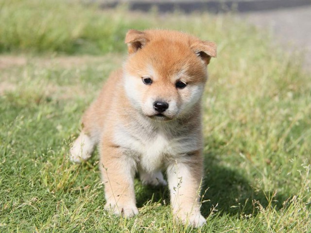 IMG_0414-shibainu Puppy