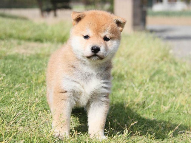 IMG_0433-shibainu Puppy