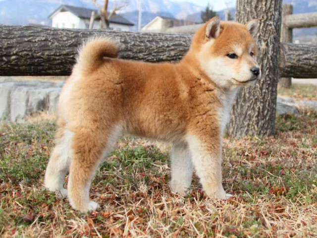 IMG_0577shibainu IMG_0577shibainu