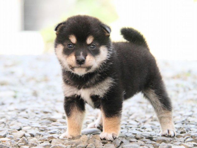 IMG_0613-shibainu-puppy IMG_0613-shibainu-puppy