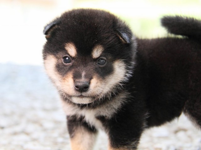 IMG_0636-shibainu-puppy IMG_0636-shibainu-puppy