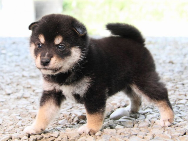 IMG_0637-shibainu-puppy IMG_0637-shibainu-puppy