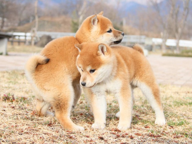 IMG_0648shibainu IMG_0648shibainu