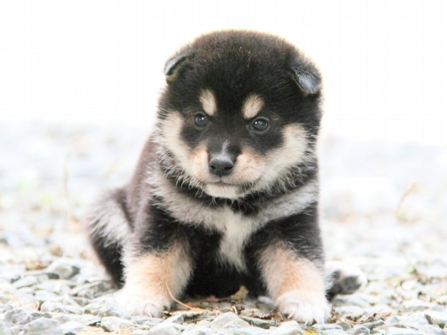 IMG_0651-shibainu-puppy IMG_0651-shibainu-puppy