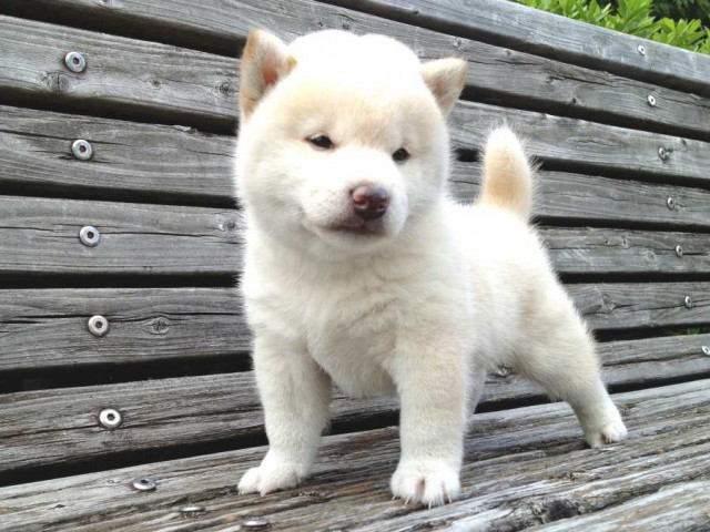 IMG_0786-shibainu-puppy