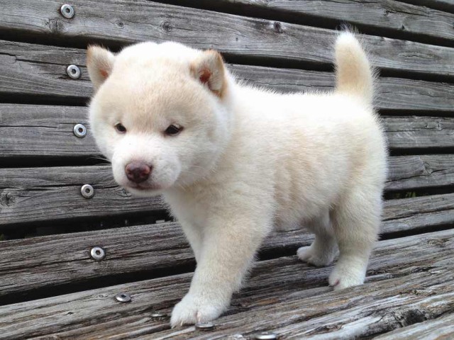 IMG_0789-shibainu-puppy IMG_0789-shibainu-puppy