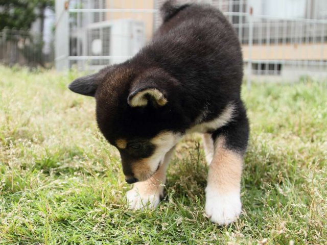 IMG_0966Shiba IMG_0966Shiba