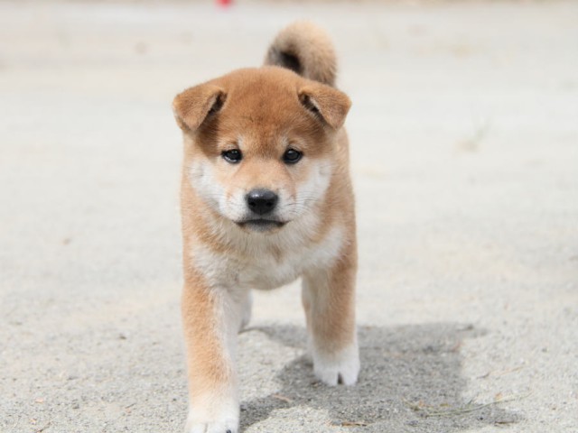 IMG_1127shiba IMG_1127shiba