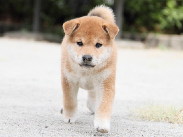 IMG_1159shiba IMG_1159shiba