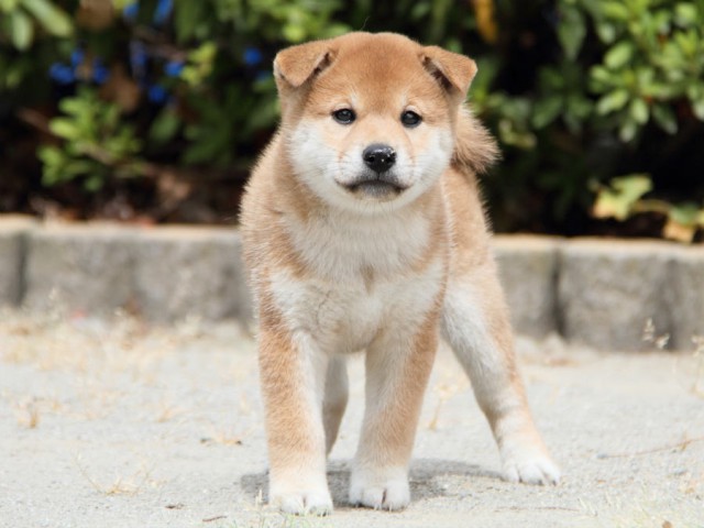 IMG_1170shiba IMG_1170shiba