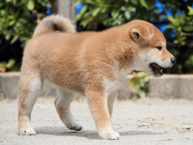 IMG_1187shiba IMG_1187shiba