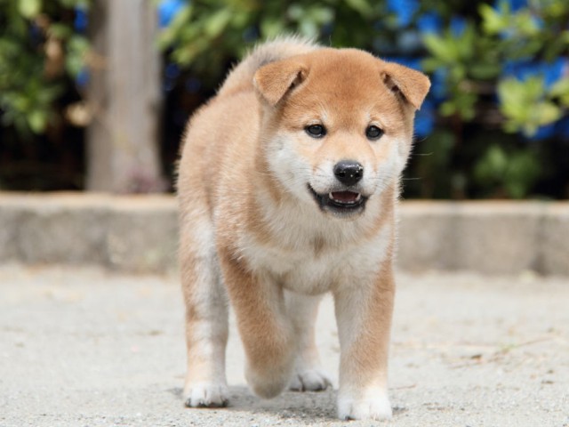 IMG_1190shiba IMG_1190shiba
