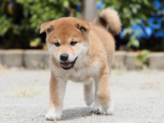 IMG_1193shiba IMG_1193shiba