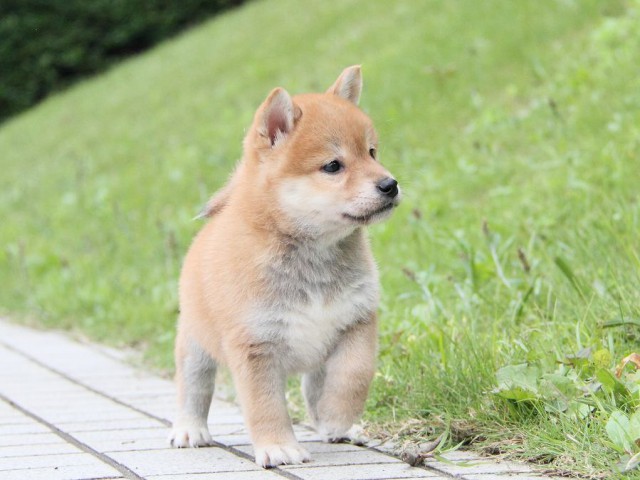IMG_1252-shibainu Puppy