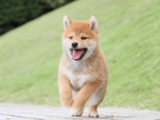 IMG_1261-shibainu-puppy