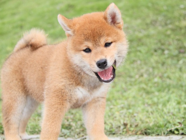 IMG_1309-shibainu-puppy