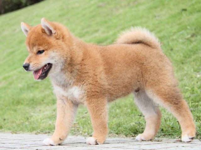 IMG_1319-shibainu-puppy