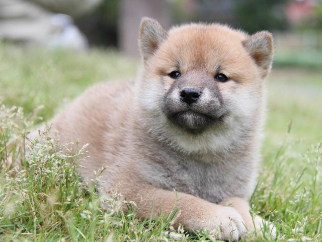 IMG_1348Shiba IMG_1348Shiba