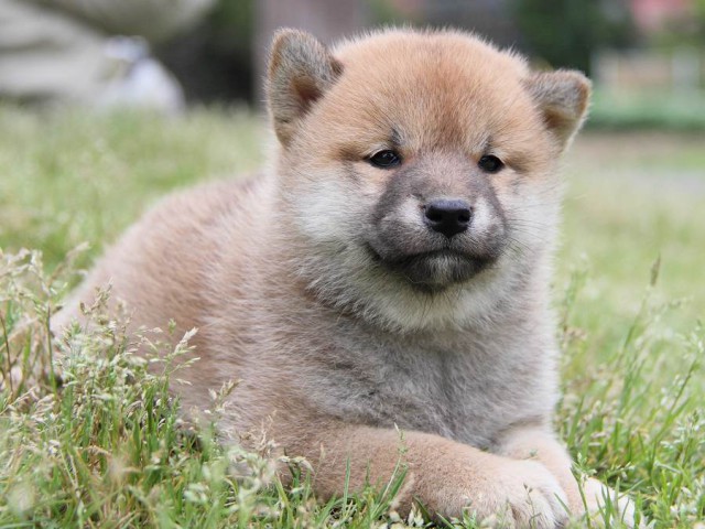 IMG_1354Shiba IMG_1354Shiba
