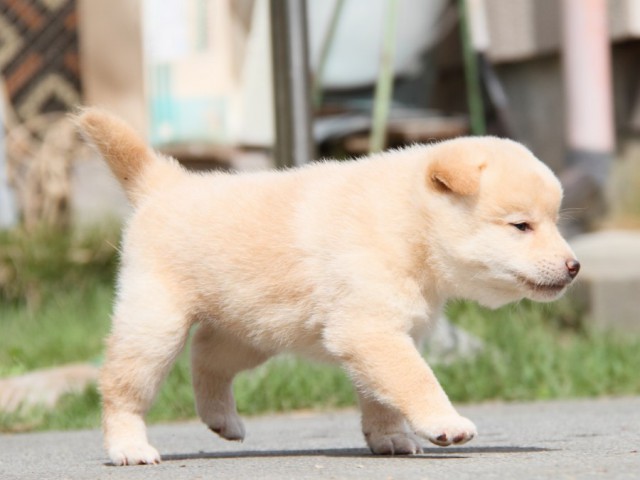 IMG_1361-shibainu-puppy