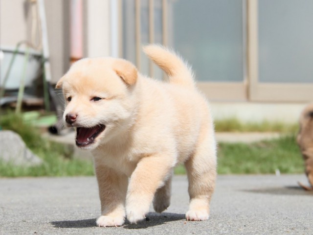 IMG_1378-shibainu-puppy