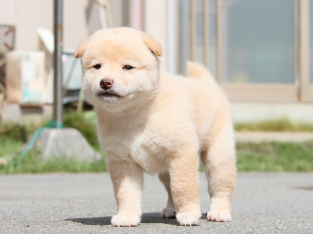 IMG_1380-shibainu-puppy