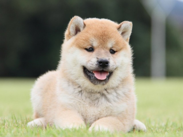 IMG_1391-shibainu-koinu IMG_1391-shibainu-koinu