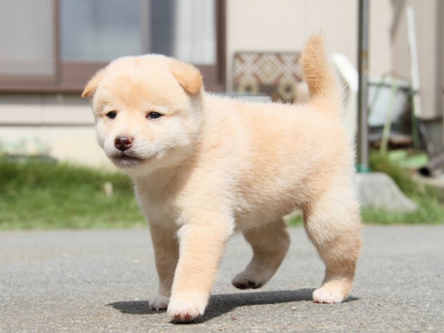 IMG_1398-shibainu-puppy