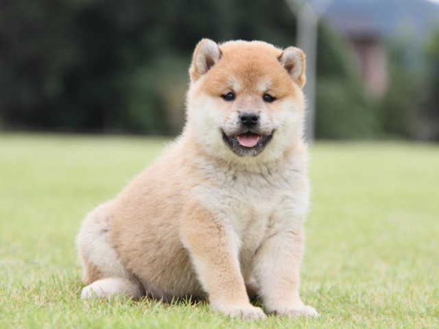 IMG_1399-shibainu-koinu IMG_1399-shibainu-koinu