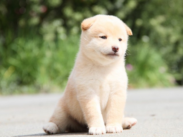 IMG_1418-shibainu-puppy