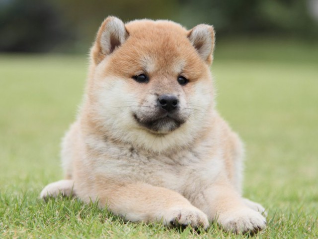 IMG_1419-shibainu-koinu IMG_1419-shibainu-koinu
