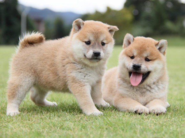 IMG_1427-shibainu-koinu IMG_1427-shibainu-koinu