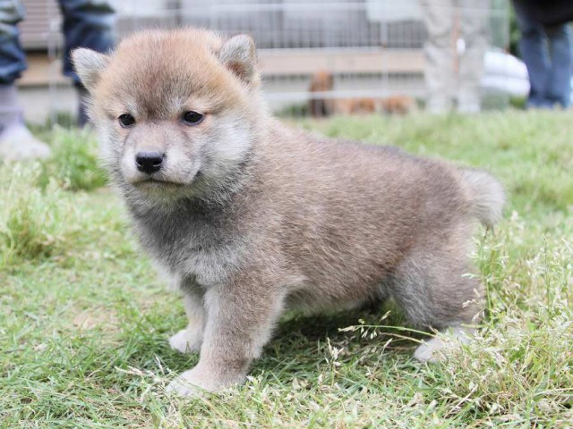 IMG_1437Shiba IMG_1437Shiba