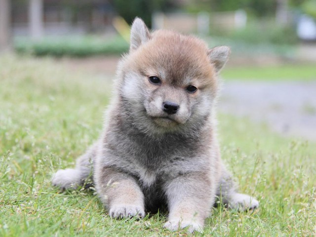 IMG_1445Shiba IMG_1445Shiba