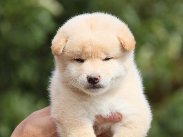 IMG_1449-shibainu-puppy