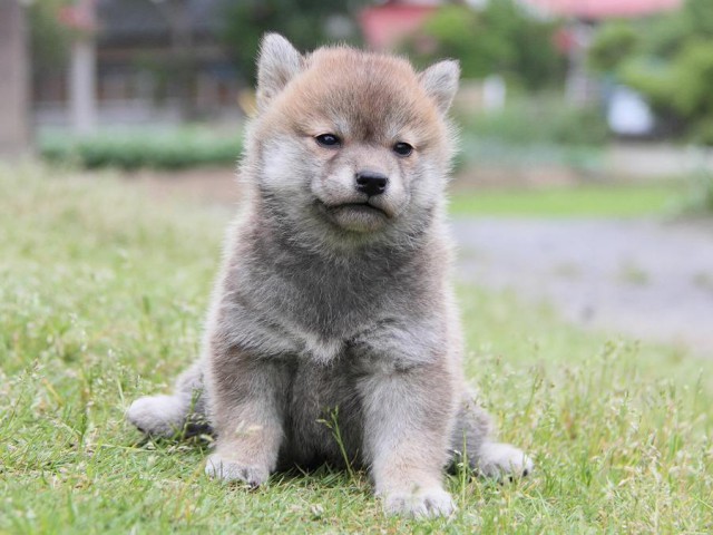 IMG_1453Shiba IMG_1453Shiba