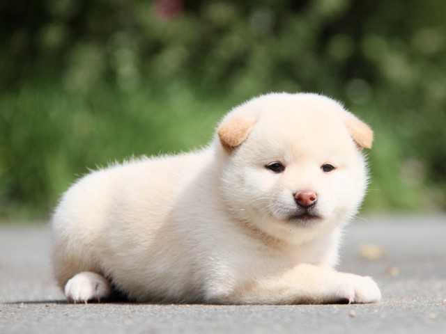 IMG_1471-shibainu-puppy