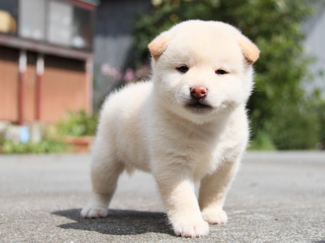 IMG_1493-shibainu-puppy