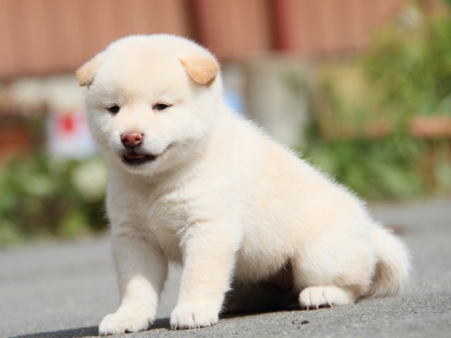 IMG_1518-shibainu-puppy