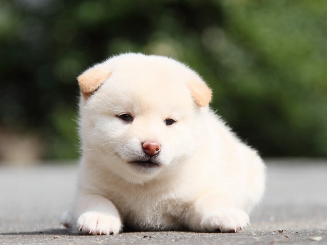IMG_1525-shibainu-puppy