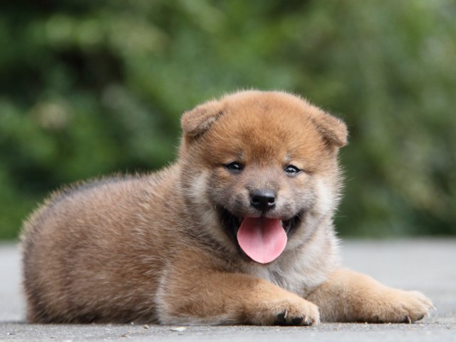 IMG_1541-shibainu-puppy